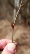 Corylus avellana (common hazel) - female (♀) flowers