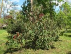 Viburnum rhytidophyllum (Leatherleaf viburnum) - Hrádok Arboretum (May 2021)