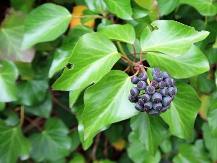 Hedera helix (Common ivy, simply ivy)