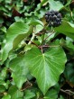 Hedera helix (Common ivy, simply ivy)