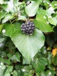 Hedera helix (Common ivy, simply ivy)