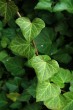 Hedera helix (Common ivy, simply ivy) - woody plant (liana) with ornamental leaves