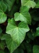 Hedera helix (Common ivy, simply ivy) - woody plant (liana) with ornamental leaves