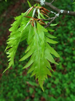 Fagus sylvatica (European beech) - cut-leaf form