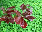 Fagus sylvatica (European beech) - red-leaved form