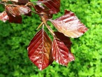 Fagus sylvatica (European beech) - red-leaved form