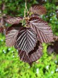 Corylus avellana (common hazel) - red-leaved form