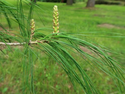 Pinus armandii