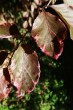 Fagus sylvatica (European beech) - spotted leaf form