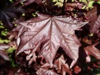 Acer platanoides (Norway maple, Milk maple) - red-leaved form