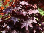 Acer platanoides (Norway maple, Milk maple) - red-leaved form
