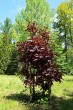 Acer platanoides (Norway maple, Milk maple) - red-leaved form (Liptovský Hrádok Arboretum, 5/2021)