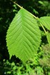 Ulmus glabra (Wych elm) - upper side