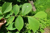 Ulmus glabra (Wych elm) - twig with leaves (upper side)
