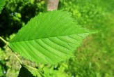 Ulmus glabra (Wych elm) - upper side