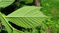 Ulmus glabra (Wych elm) - underside