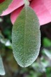Amelanchier ovalis - underside (young leaf)