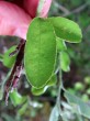 Amelanchier ovalis - upper side (young leaf)