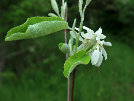 Amelanchier ovalis