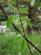 Amelanchier ovalis - twig with leaves