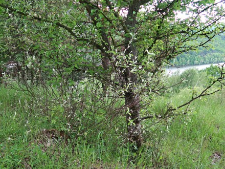 Amelanchier ovalis - Šútovská epigenesis, Slovakia, 480 m a.s.l. (5/2021)