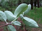 Amelanchier ovalis - twig with leaves (underside)