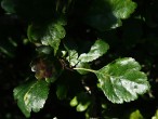 Crataegus monogyna (Common hawthorn) - top side