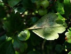 Crataegus monogyna (Common hawthorn) - underside