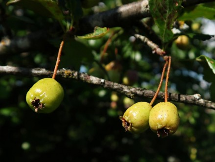 Crataegus monogyna (Common hawthorn) - hawthorn berries before ripening