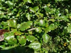 Crataegus laevigata (Common hawthorn) - twig with leaves