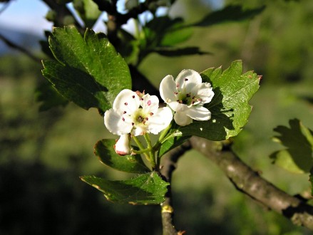 Crataegus monogyna (Common hawthorn)