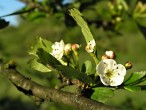 Crataegus monogyna (Common hawthorn)