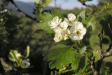 Crataegus monogyna (Common hawthorn)