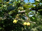 Crataegus monogyna (Common hawthorn) - hawthorn berries before ripening