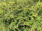 Crataegus monogyna (Common hawthorn) - Šútovská epigenesis, Slovakia, Slovakia, 480 m a.s.l. (7/2007)