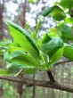 Berberis vulgaris (Common barberry) - a bundle of leaves growing on a brachyblast