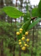 Berberis vulgaris (Common barberry)