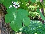Acer pseudoplatanus (Mountain maple) - top side