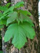 Acer pseudoplatanus (Mountain maple) - top side