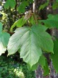 Acer pseudoplatanus (Mountain maple) - top side