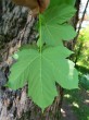 Acer pseudoplatanus (Mountain maple) - underside