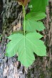 Acer pseudoplatanus (Mountain maple) - underside