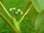 Juglans regia (Common walnut) - female (♀) flowers