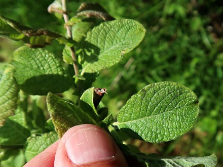 Salix aurita (Eared willow) - upper side (young leaves)