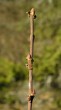 Salix aurita (Eared willow)
