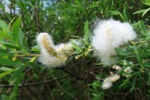 Salix purpurea (Purple willow) - downy achenes