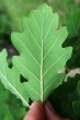 Quercus pubescens (Downy oak) - underside