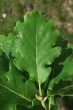 Quercus pubescens (Downy oak) - upper side
