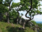 Quercus pubescens (Downy oak) - twisted trunks of Quercus pubescens (view from Ľutov, Slovakia, 6/2021)