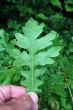 Quercus cerris (Austrian oak) - underside